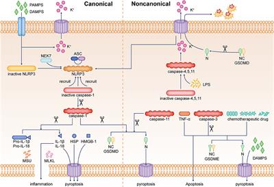 NLRP3-Dependent Pyroptosis: A Candidate Therapeutic Target for Depression
